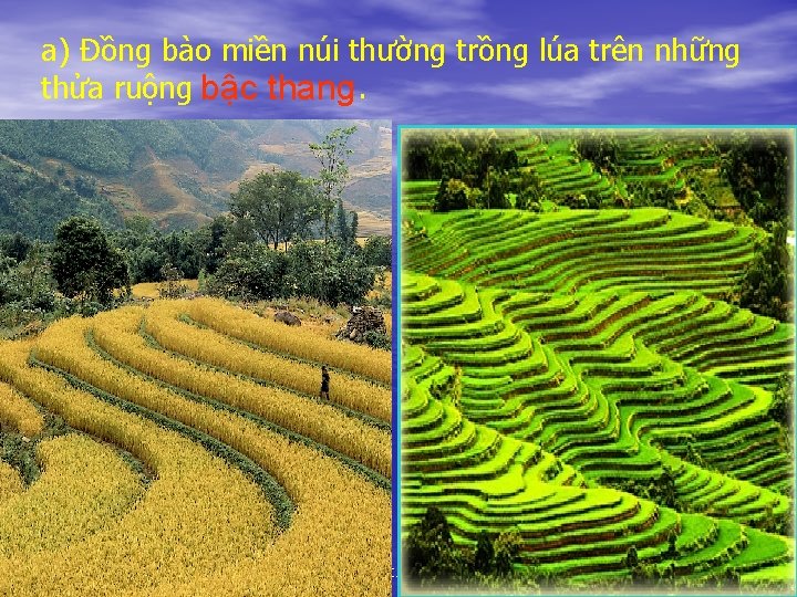 a) Đồng bào miền núi thường trồng lúa trên những thửa ruộng bậc thang.
