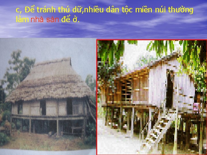 c, Để tránh thú dữ, nhiều dân tộc miền núi thường làm nhà sàn