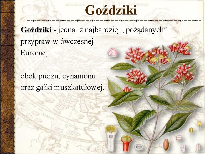 Goździki - jedna z najbardziej „pożądanych” przypraw w ówczesnej Europie, obok pierzu, cynamonu oraz