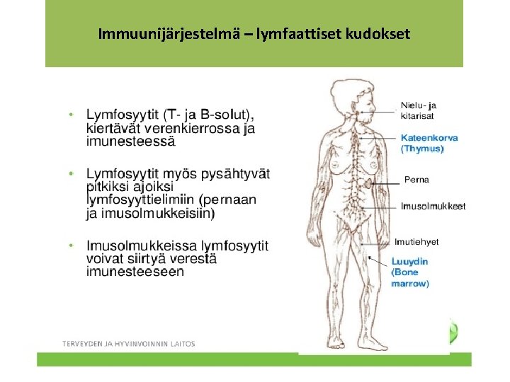 Immuunijärjestelmä – lymfaattiset kudokset 