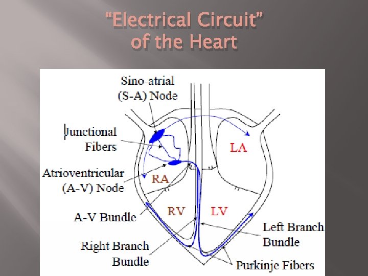 “Electrical Circuit” of the Heart 