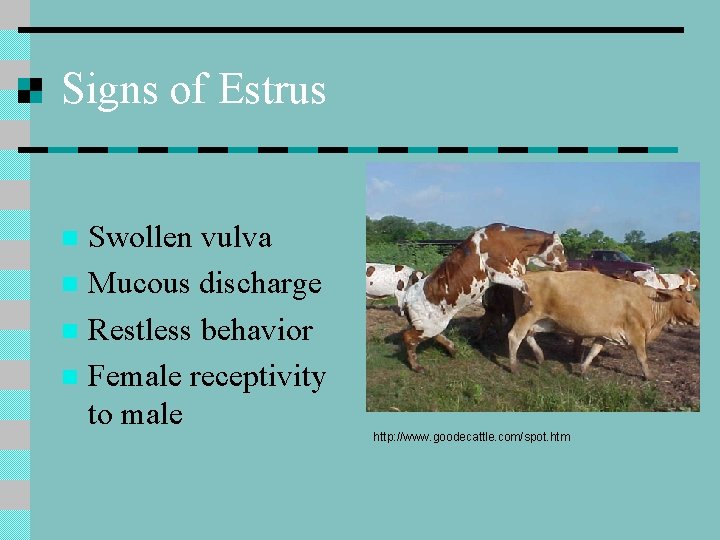 Signs of Estrus Swollen vulva n Mucous discharge n Restless behavior n Female receptivity