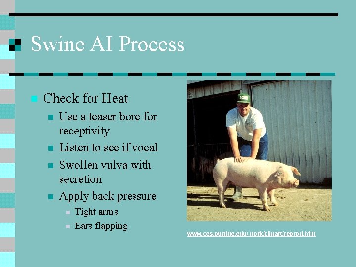 Swine AI Process n Check for Heat n n Use a teaser bore for