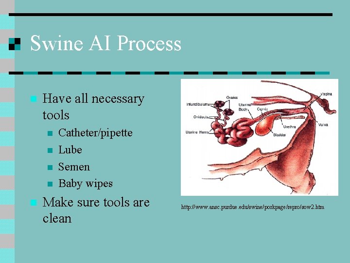 Swine AI Process n Have all necessary tools n n n Catheter/pipette Lube Semen