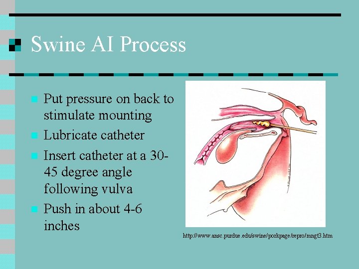 Swine AI Process n n Put pressure on back to stimulate mounting Lubricate catheter