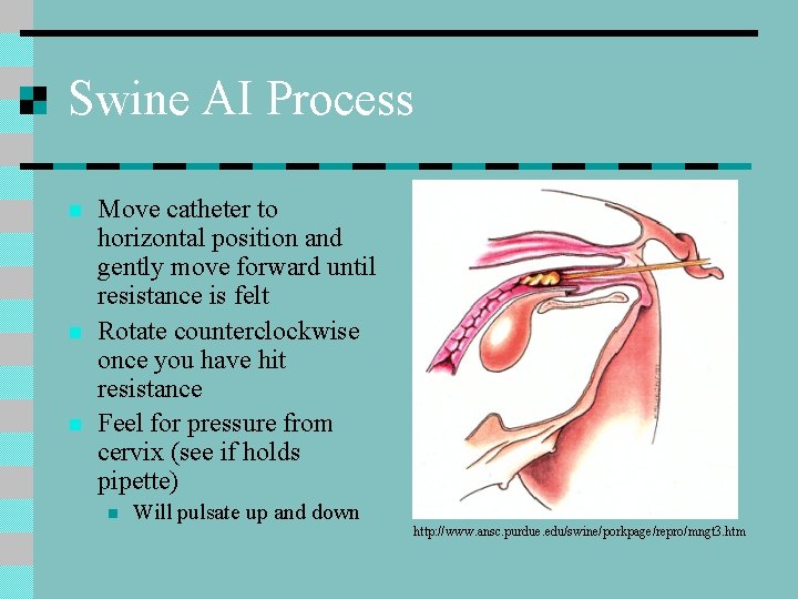 Swine AI Process n n n Move catheter to horizontal position and gently move