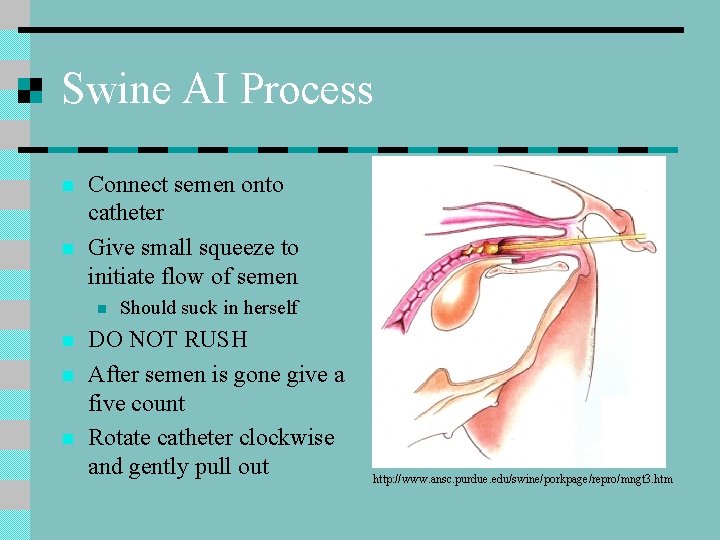 Swine AI Process n n Connect semen onto catheter Give small squeeze to initiate