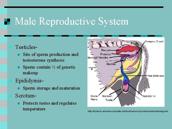 Male Reproductive System n Testiclesn n n Epididymisn n Site of sperm production and