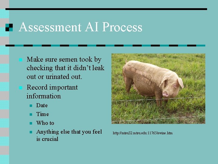 Assessment AI Process n n Make sure semen took by checking that it didn’t