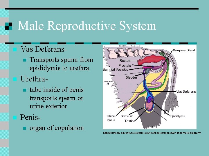 Male Reproductive System n Vas Deferansn n Urethran n Transports sperm from epididymis to