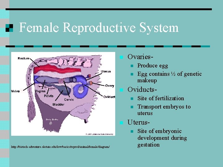 Female Reproductive System n Ovariesn n n Oviductsn n n Site of fertilization Transport