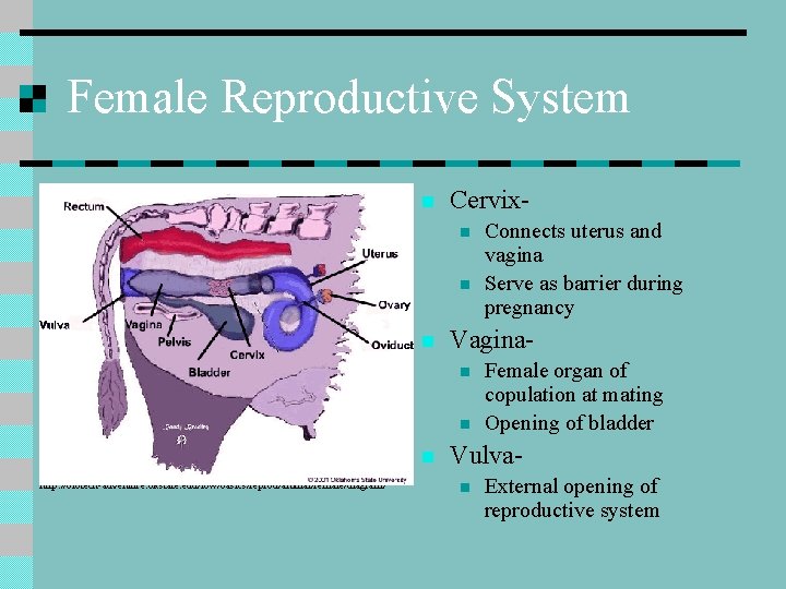 Female Reproductive System n Cervixn n n Vaginan n n http: //biotech-adventure. okstate. edu/low/basics/reprod/animal/female/diagram/