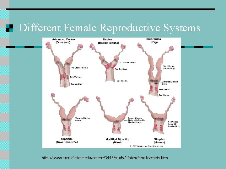 Different Female Reproductive Systems http: //www. ansi. okstate. edu/course/3443/study/Notes/female/tracts. htm 