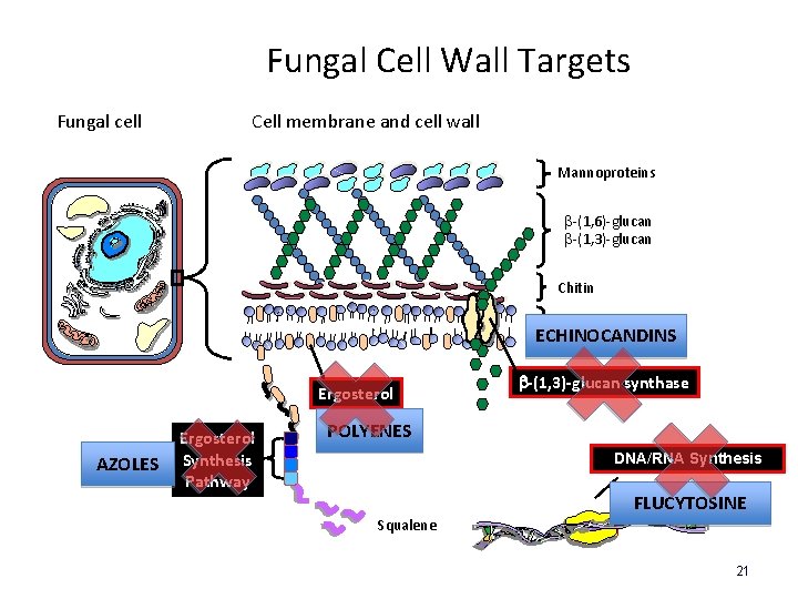Fungal Cell Wall Targets Fungal cell Cell membrane and cell wall Mannoproteins b-(1, 6)-glucan