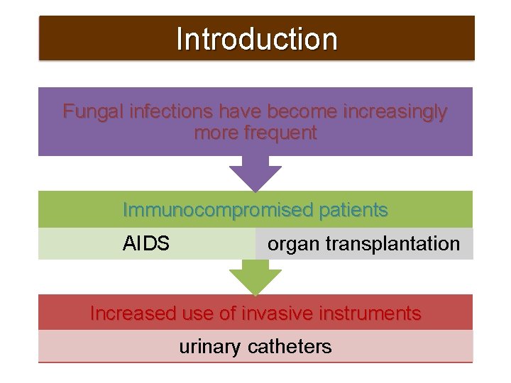Introduction Fungal infections have become increasingly more frequent Immunocompromised patients AIDS organ transplantation Increased