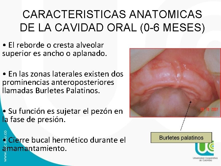 CARACTERISTICAS ANATOMICAS DE LA CAVIDAD ORAL (0 -6 MESES) • El reborde o cresta CARACTERISTICAS ANATOMICAS DE LA CAVIDAD ORAL (0 -6 MESES) • El reborde o cresta