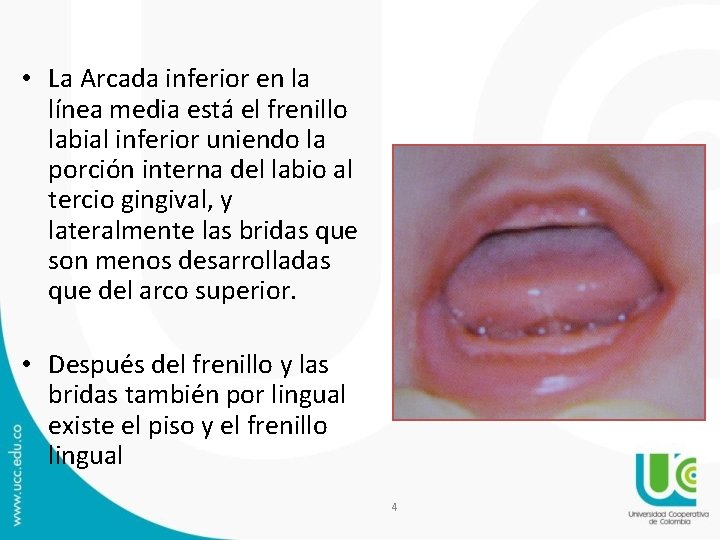 • La Arcada inferior en la línea media está el frenillo labial inferior • La Arcada inferior en la línea media está el frenillo labial inferior