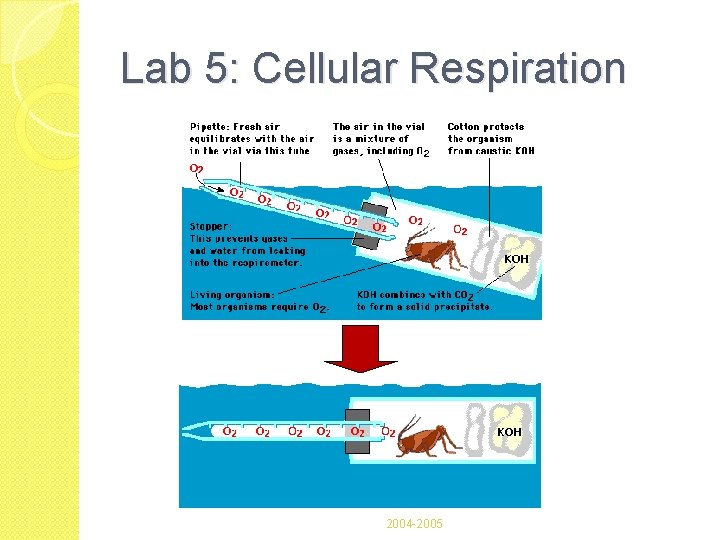 Lab 5: Cellular Respiration 2004 -2005 