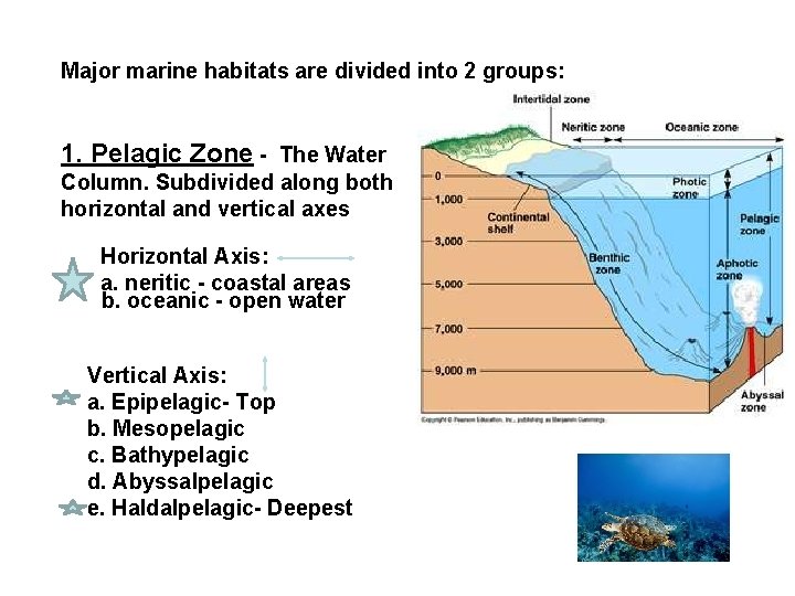 Major marine habitats are divided into 2 groups: 1. Pelagic Zone - The Water