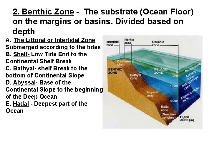 2. Benthic Zone - The substrate (Ocean Floor) on the margins or basins. Divided