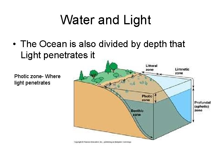 Water and Light • The Ocean is also divided by depth that Light penetrates
