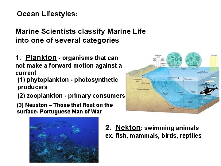 Ocean Lifestyles: Marine Scientists classify Marine Life into one of several categories 1. Plankton