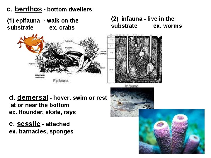 c. benthos - bottom dwellers (1) epifauna - walk on the substrate ex. crabs