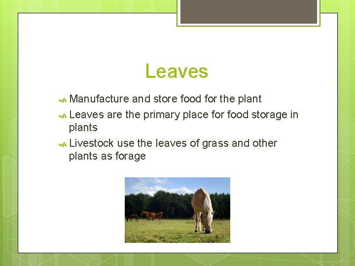 Leaves Manufacture and store food for the plant Leaves are the primary place for