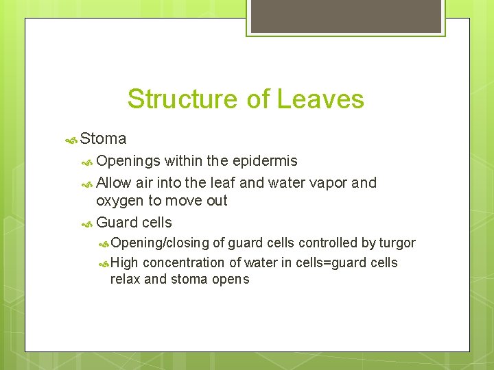 Structure of Leaves Stoma Openings within the epidermis Allow air into the leaf and