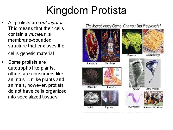 Kingdom Protista • All protists are eukaryotes. This means that their cells contain a