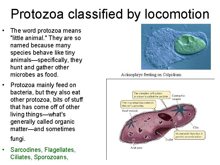 Protozoa classified by locomotion • The word protozoa means "little animal. " They are