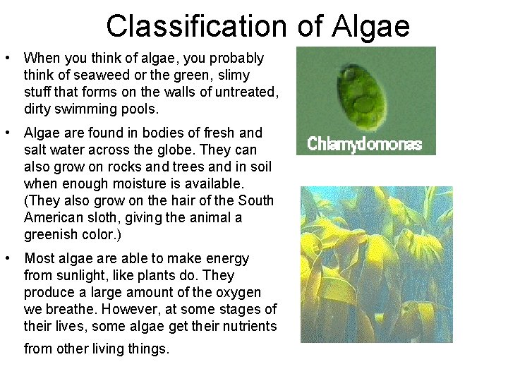 Classification of Algae • When you think of algae, you probably think of seaweed