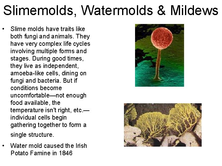 Slimemolds, Watermolds & Mildews • Slime molds have traits like both fungi and animals.