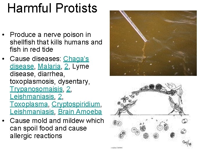 Harmful Protists • Produce a nerve poison in shellfish that kills humans and fish
