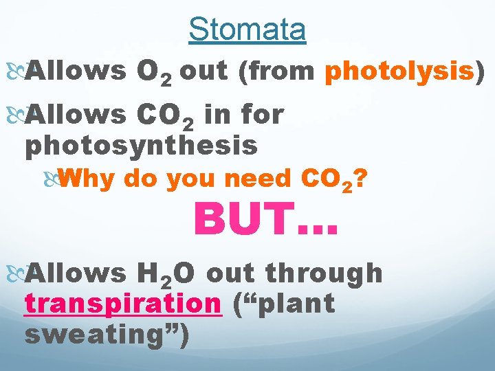 Stomata Allows O 2 out (from photolysis) Allows CO 2 in for photosynthesis Why