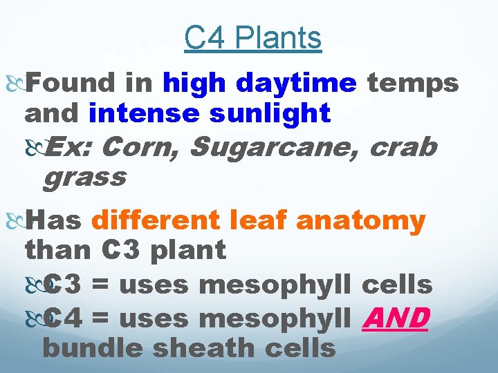 C 4 Plants Found in high daytime temps and intense sunlight Ex: Corn, Sugarcane,