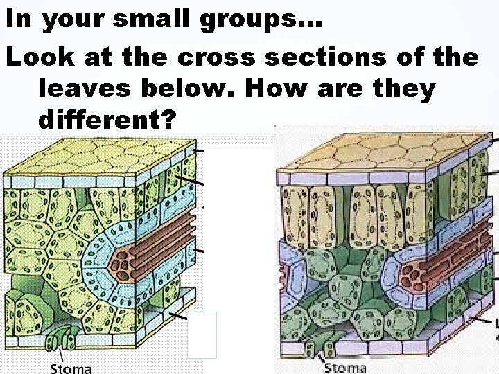 In your small groups… Look at the cross sections of the leaves below. How