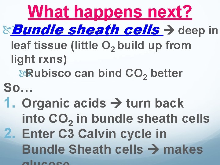 What happens next? Bundle sheath cells deep in leaf tissue (little O 2 build