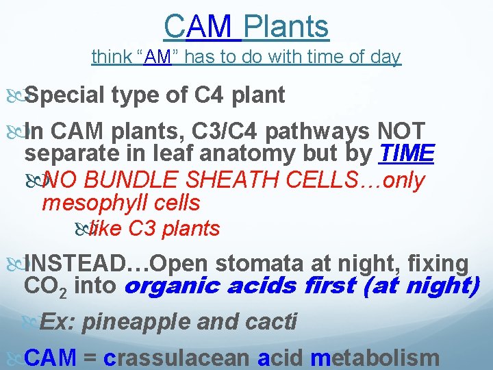 CAM Plants think “AM” has to do with time of day Special type of
