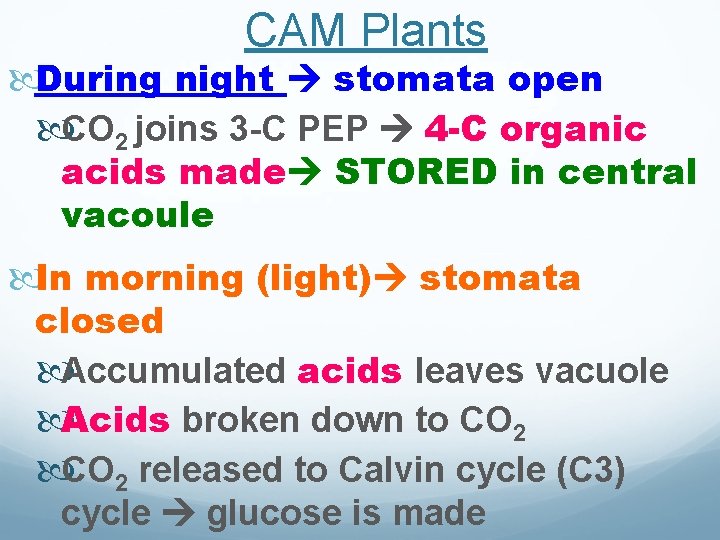 CAM Plants During night stomata open CO 2 joins 3 -C PEP 4 -C