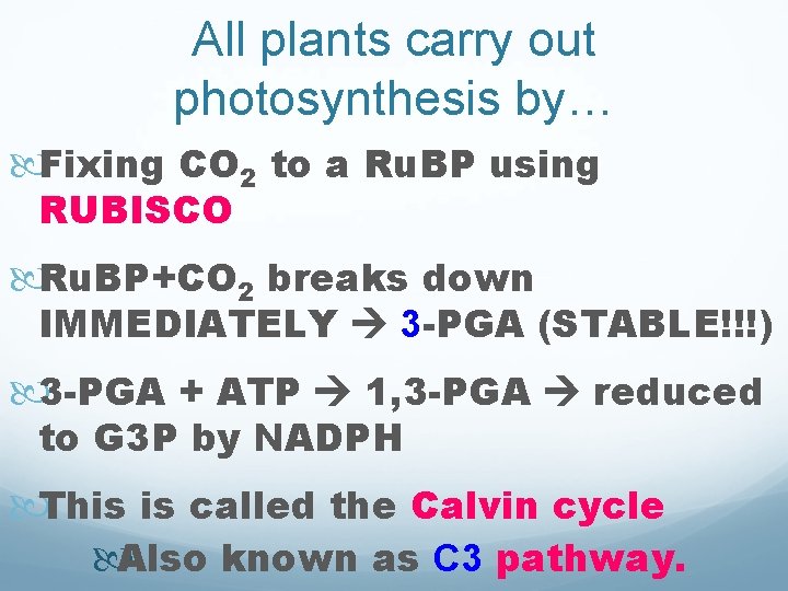 All plants carry out photosynthesis by… Fixing CO 2 to a Ru. BP using