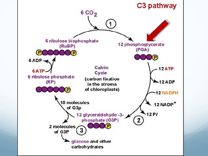 C 3 pathway 