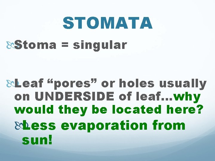 STOMATA Stoma = singular Leaf “pores” or holes usually on UNDERSIDE of leaf…why would