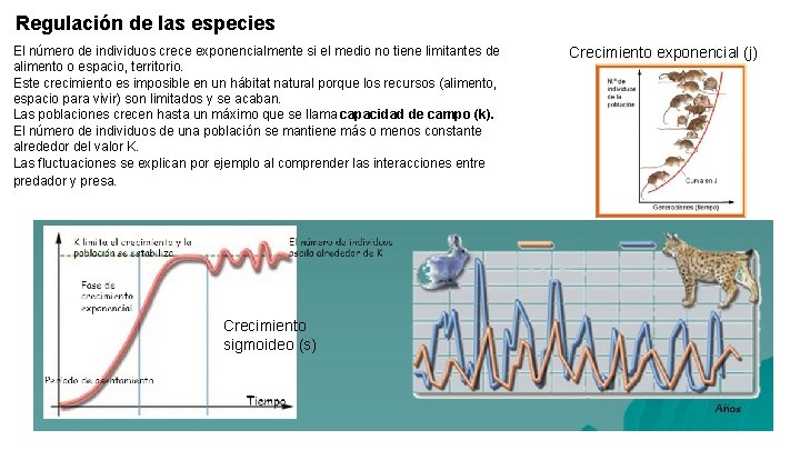 Regulación de las especies El número de individuos crece exponencialmente si el medio no