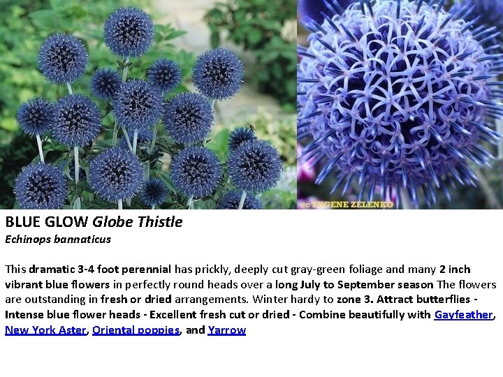 BLUE GLOW Globe Thistle Echinops bannaticus This dramatic 3 -4 foot perennial has prickly,