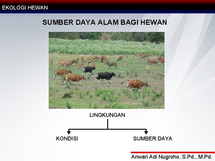 EKOLOGI HEWAN SUMBER DAYA ALAM BAGI HEWAN LINGKUNGAN KONDISI SUMBER DAYA Anwari Adi Nugroho,