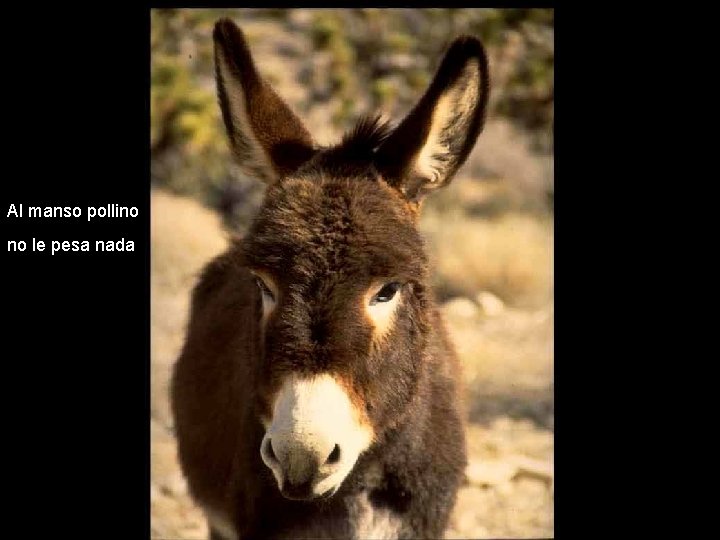 Al manso pollino no le pesa nada 