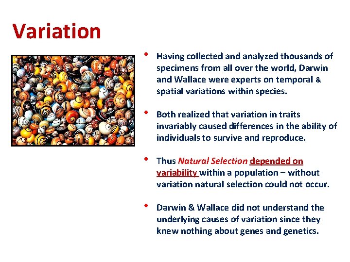Variation • Having collected analyzed thousands of specimens from all over the world, Darwin