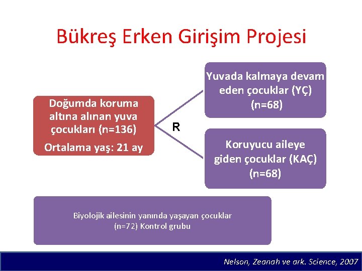 Bükreş Erken Girişim Projesi Doğumda koruma altına alınan yuva çocukları (n=136) Ortalama yaş: 21