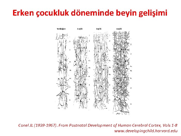 Erken çocukluk döneminde beyin gelişimi Yenidoğan 1 aylık 3 aylık 6 aylık Conel JL